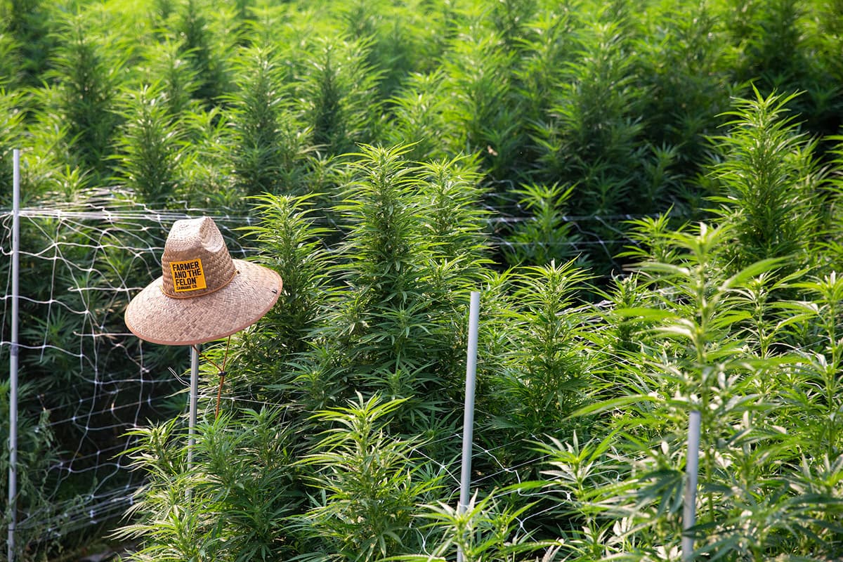 Photo of a field of cannabis