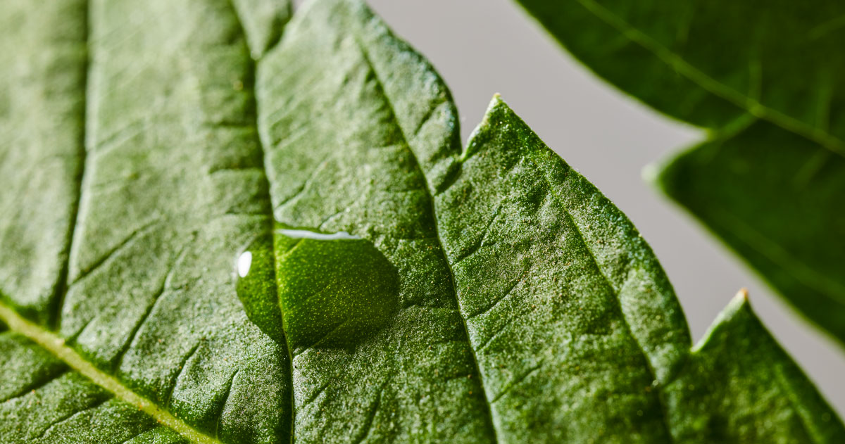 water drop on a leaf photo