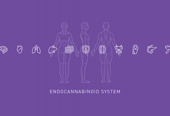 Endocannabinoid System