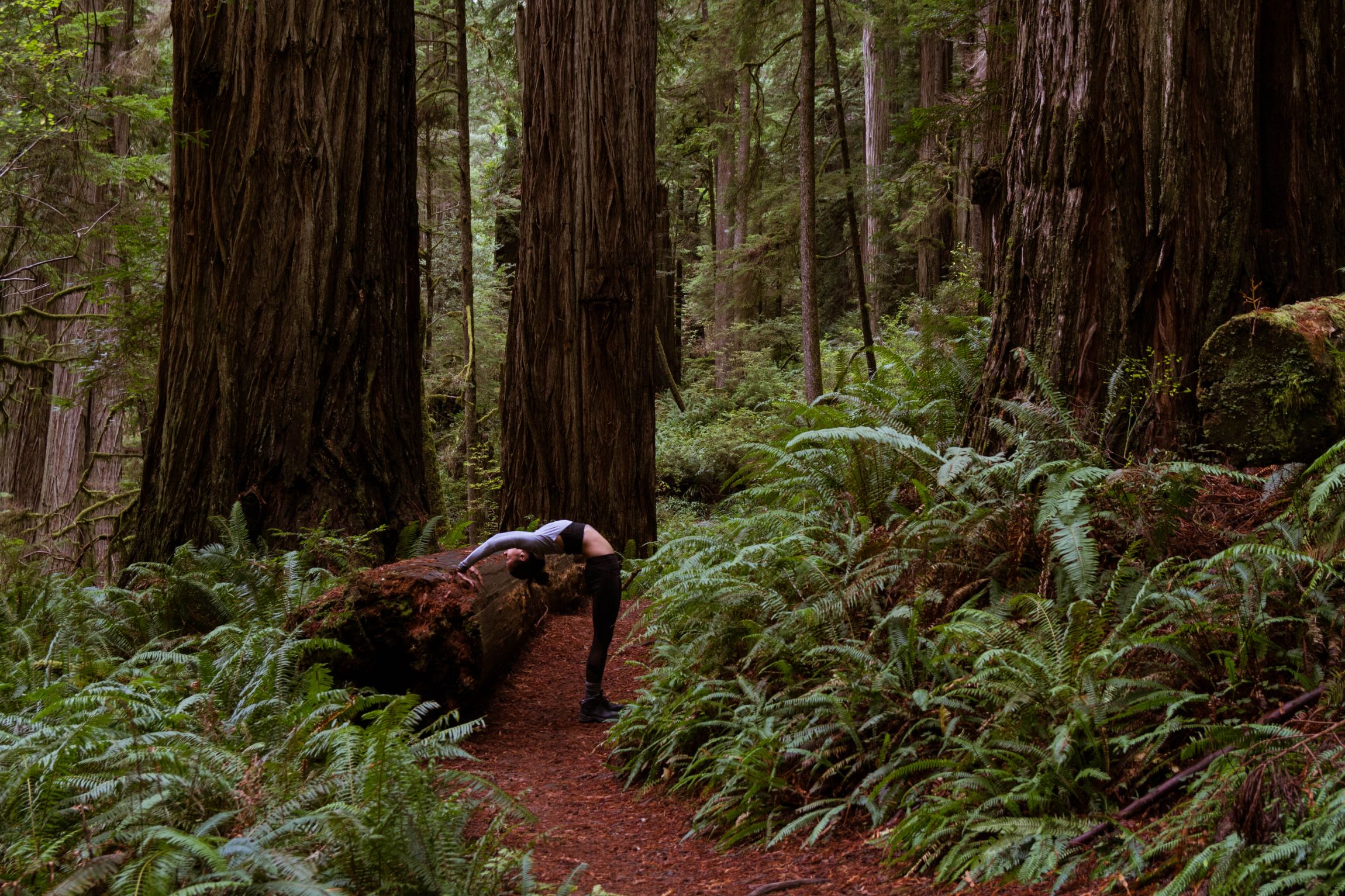 Jedediah Smith Redwood State Park, California