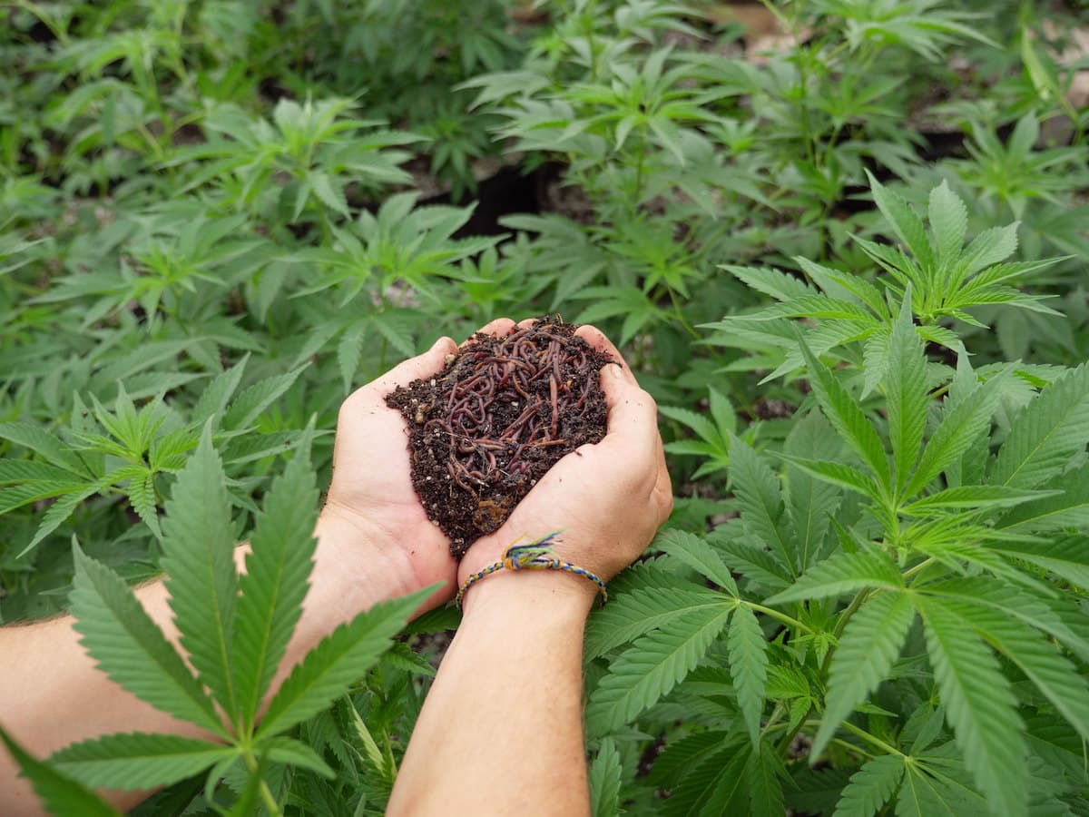 Photo of a woman's hands holding soil and red worms