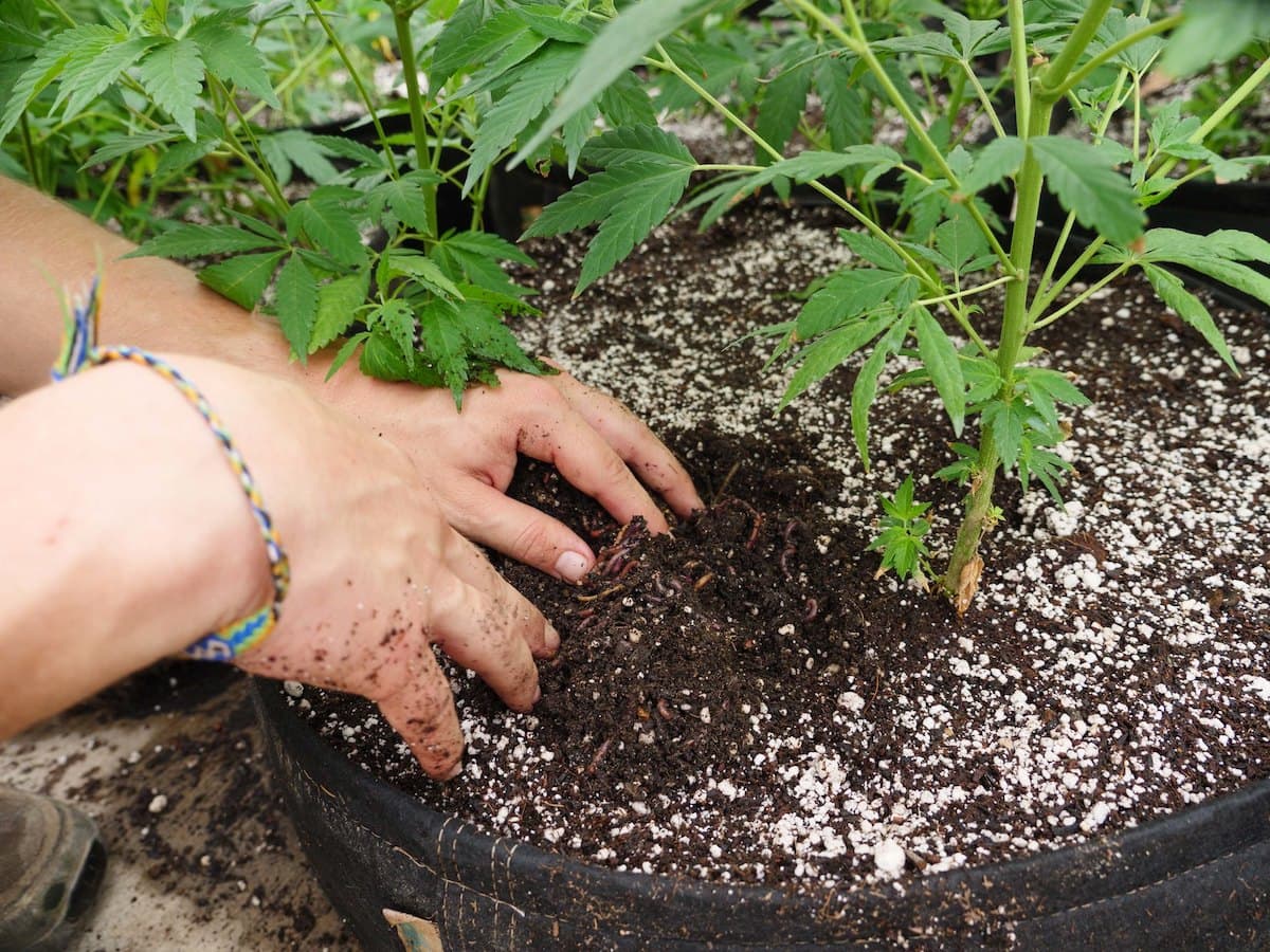 Photo of a man's hands in soil in a pot holding a small cannabis plant