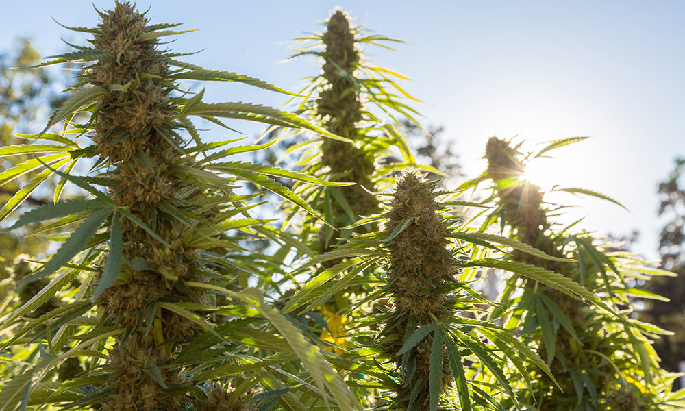 Cannabis plant ready for harvest