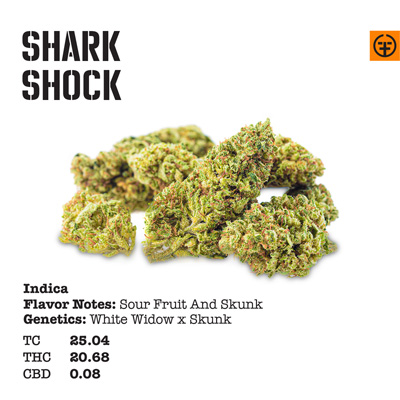 Shark Shock