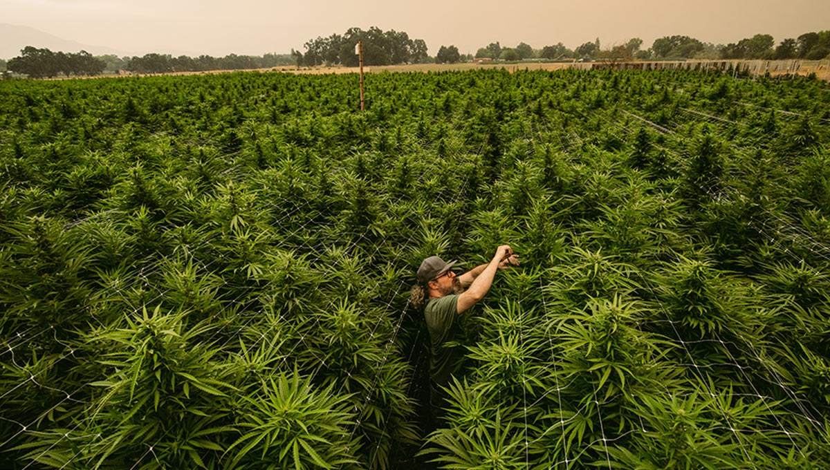 cannabis growing in field with a smokey sky