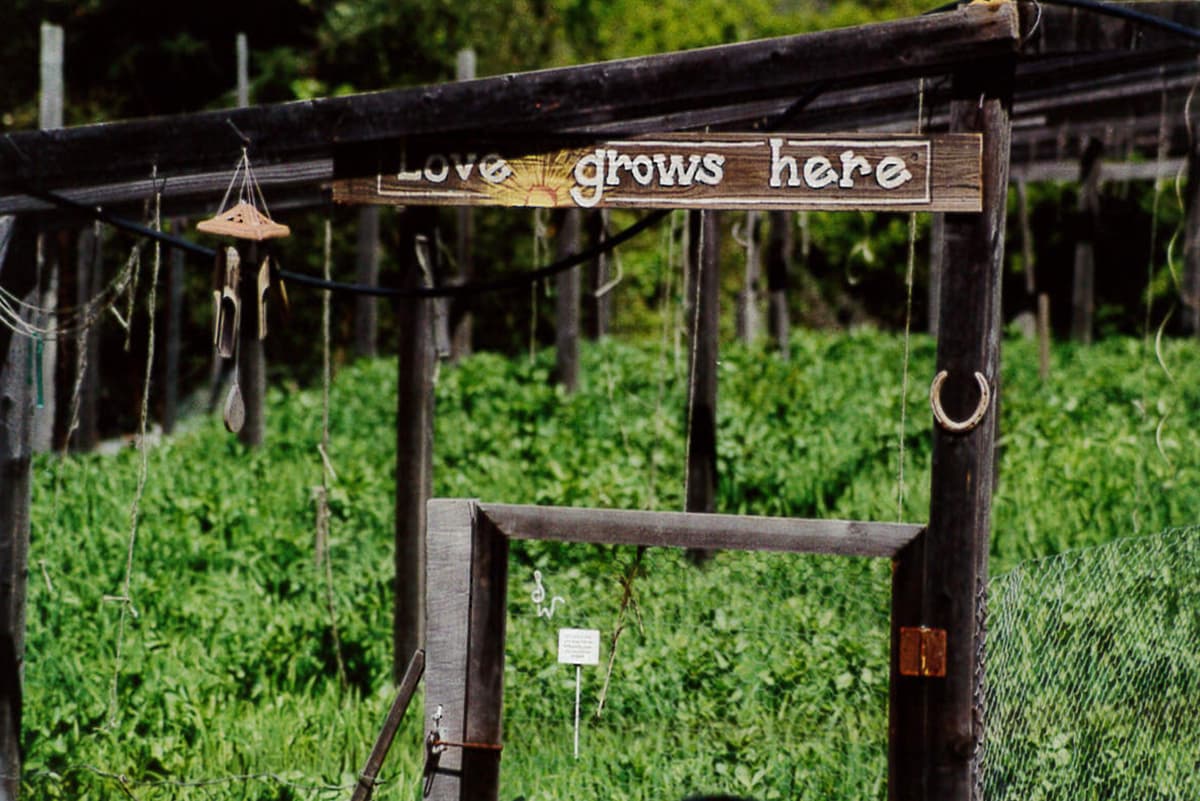 Love grows at the WAMM garden, which was raided by DEA agents in 2002. A the time, the medical collective defiantly replanted.