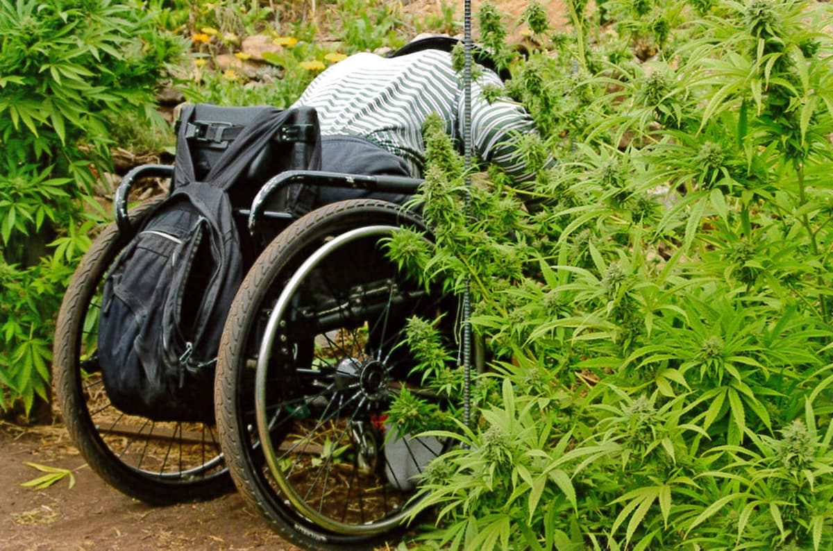 WAMM volunteer tending plants at previous garden site, back during the days of medical marijuana collectives.