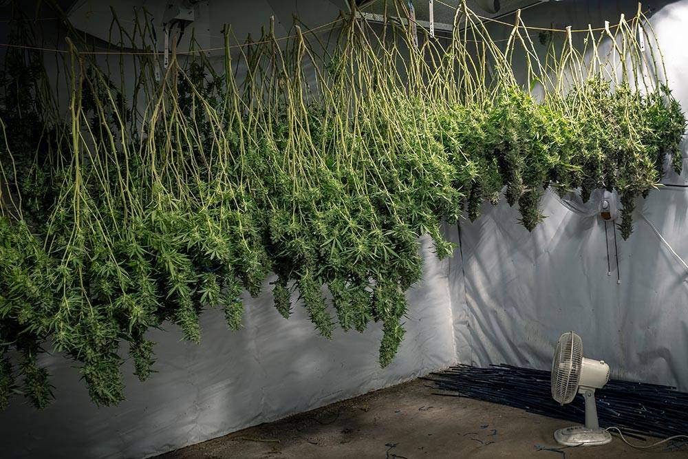 cannabis curing