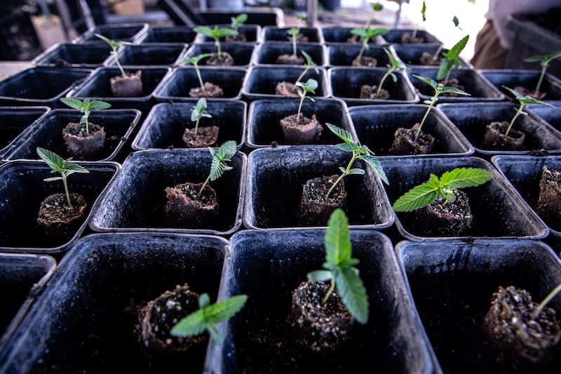 Photo of several small cannabis plant clones in a row