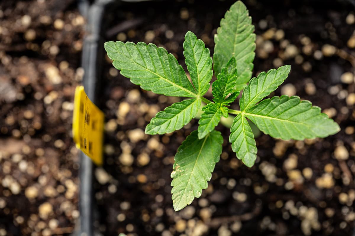 Photo of a healthy cannabis flower clone