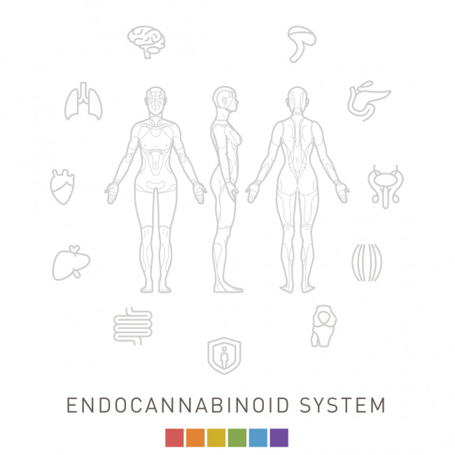 Illustration of the endocannabinoid system