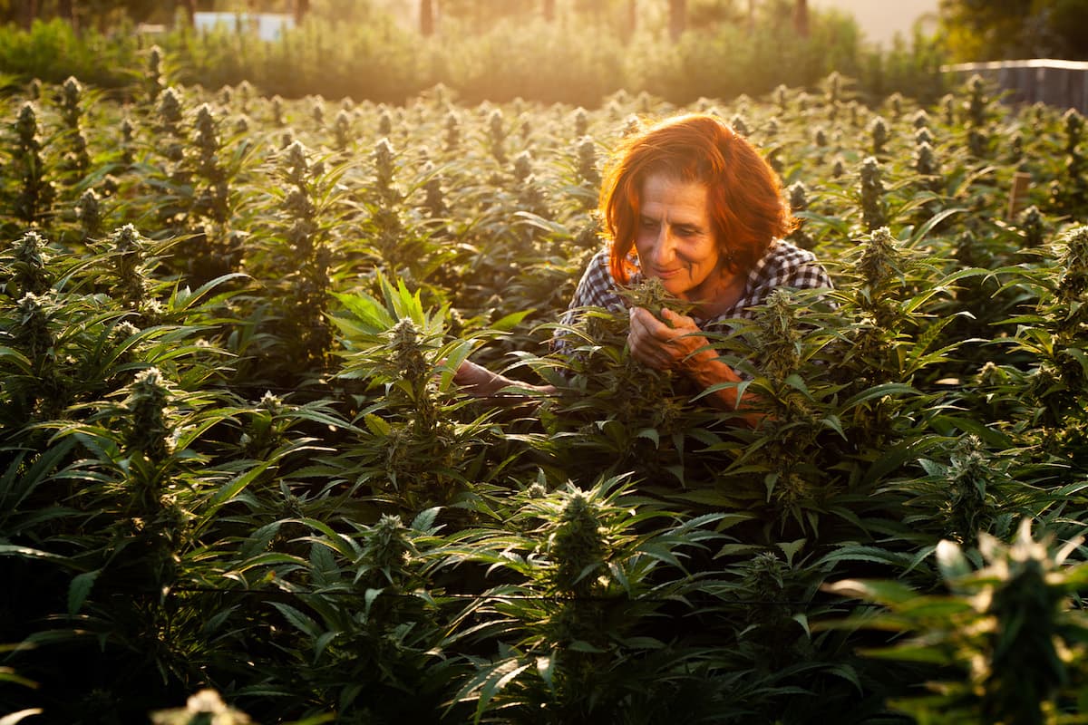 Photo of Valerie Leveroni in a cannabis field smelling a cannabis flower