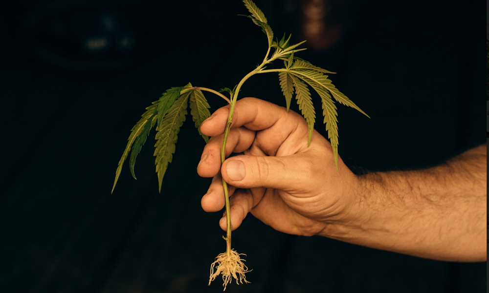 A man holding a young cannabis plant