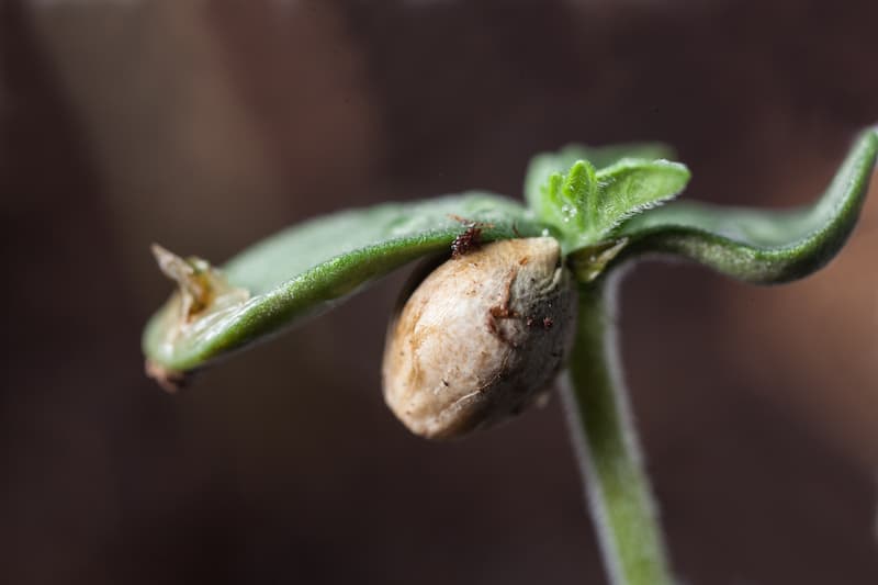 Close up photo of a germinated cannabis flower seed