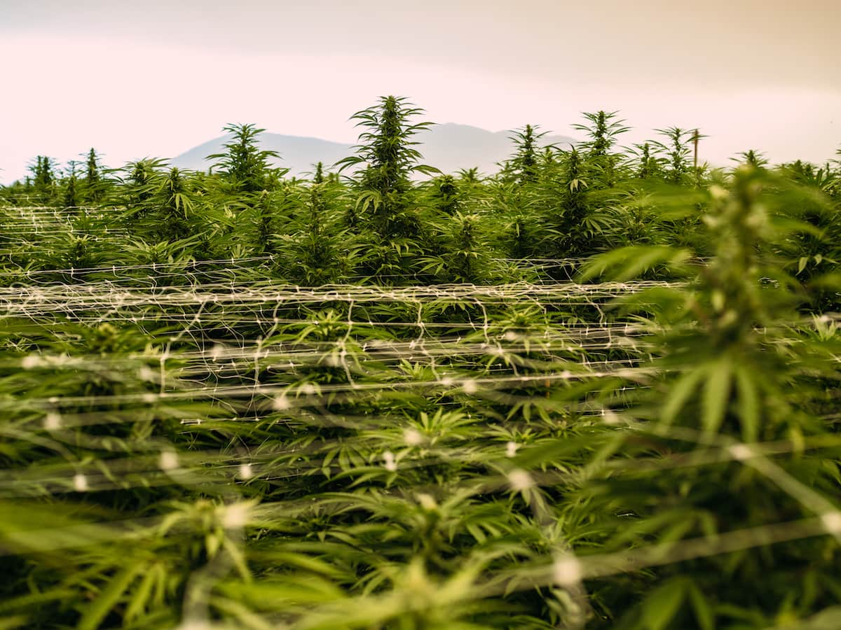 Photo of a field of cannabis